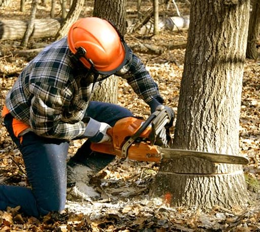 Tree Removal in Twilight, WV